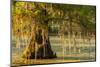 Louisiana, Lake Martin. Cypress Tree in Swamp-Jaynes Gallery-Mounted Photographic Print