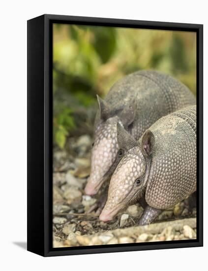 Louisiana, Lake Martin. Two Nine-Banded Armadillo Young-Jaynes Gallery-Framed Premier Image Canvas