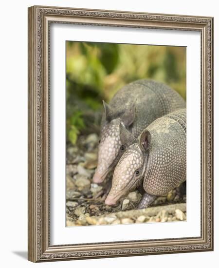 Louisiana, Lake Martin. Two Nine-Banded Armadillo Young-Jaynes Gallery-Framed Photographic Print