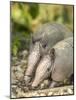 Louisiana, Lake Martin. Two Nine-Banded Armadillo Young-Jaynes Gallery-Mounted Photographic Print