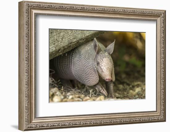 Louisiana, Lake Martin. Young Nine-Banded Armadillo-Jaynes Gallery-Framed Photographic Print