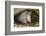 Louisiana, Lake Martin. Young Nine-Banded Armadillo-Jaynes Gallery-Framed Photographic Print