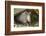 Louisiana, Lake Martin. Young Nine-Banded Armadillo-Jaynes Gallery-Framed Photographic Print