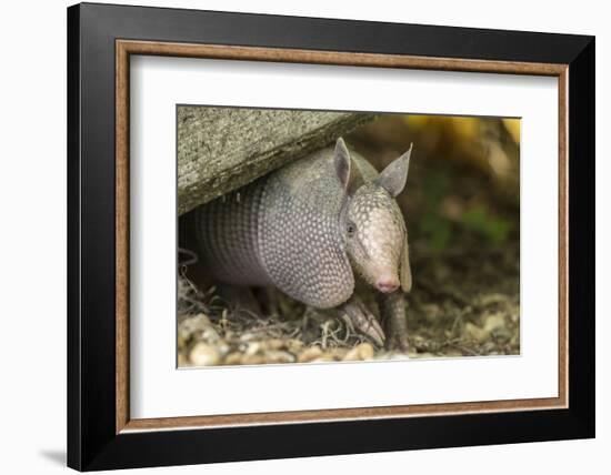 Louisiana, Lake Martin. Young Nine-Banded Armadillo-Jaynes Gallery-Framed Photographic Print