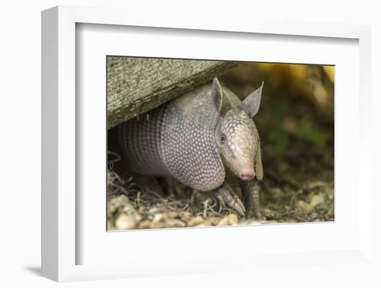 Louisiana, Lake Martin. Young Nine-Banded Armadillo-Jaynes Gallery-Framed Photographic Print