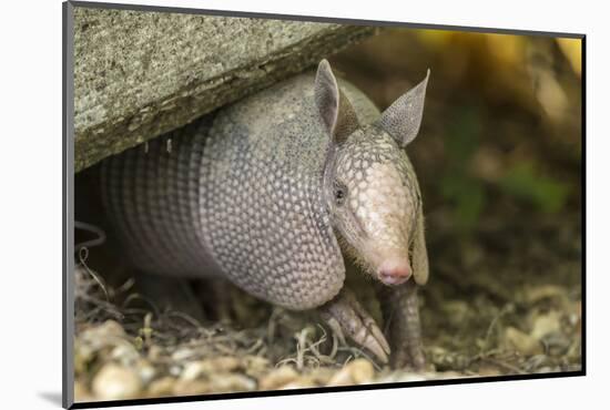 Louisiana, Lake Martin. Young Nine-Banded Armadillo-Jaynes Gallery-Mounted Photographic Print