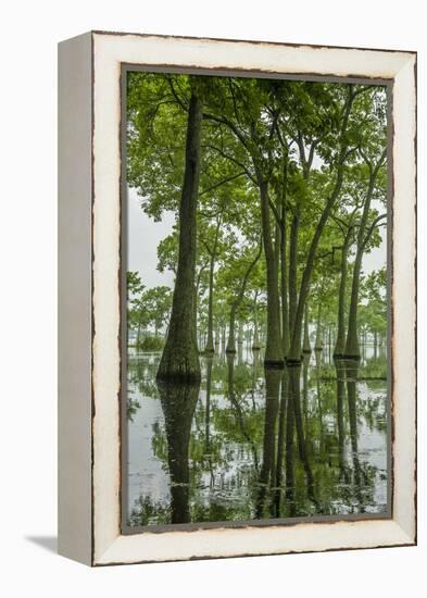 Louisiana, Miller's Lake. Tupelo Trees Reflect in Lake-Jaynes Gallery-Framed Premier Image Canvas