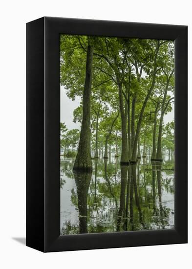 Louisiana, Miller's Lake. Tupelo Trees Reflect in Lake-Jaynes Gallery-Framed Premier Image Canvas