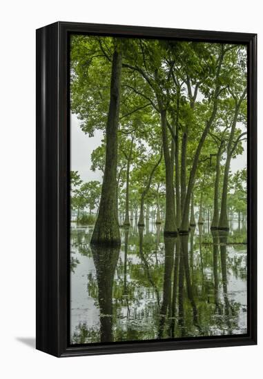 Louisiana, Miller's Lake. Tupelo Trees Reflect in Lake-Jaynes Gallery-Framed Premier Image Canvas