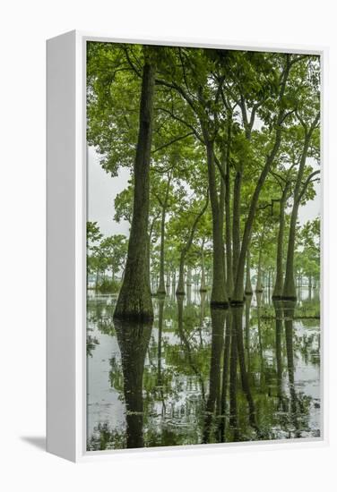 Louisiana, Miller's Lake. Tupelo Trees Reflect in Lake-Jaynes Gallery-Framed Premier Image Canvas