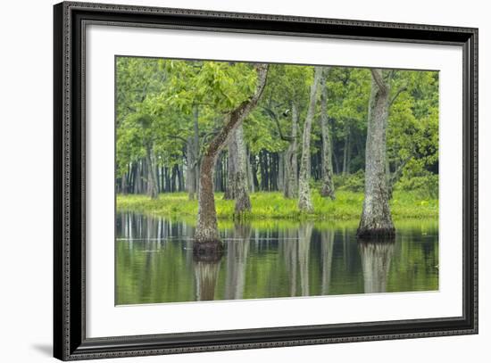 Louisiana, Miller's Lake. Tupelo Trees Reflect in Water-Jaynes Gallery-Framed Photographic Print