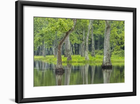 Louisiana, Miller's Lake. Tupelo Trees Reflect in Water-Jaynes Gallery-Framed Photographic Print