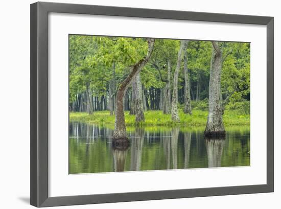 Louisiana, Miller's Lake. Tupelo Trees Reflect in Water-Jaynes Gallery-Framed Photographic Print