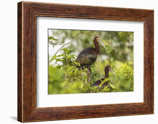 Louisiana, Miller's Lake. White-Faced Ibis Pair in Tree-Jaynes Gallery-Framed Photographic Print