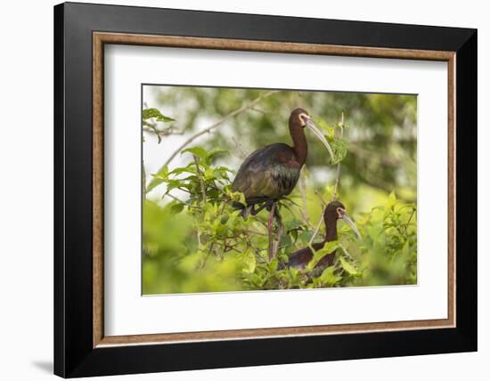 Louisiana, Miller's Lake. White-Faced Ibis Pair in Tree-Jaynes Gallery-Framed Photographic Print