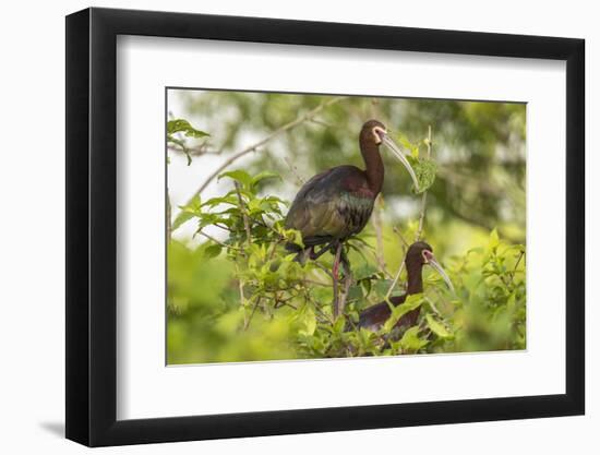 Louisiana, Miller's Lake. White-Faced Ibis Pair in Tree-Jaynes Gallery-Framed Photographic Print