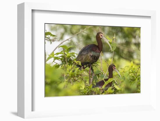 Louisiana, Miller's Lake. White-Faced Ibis Pair in Tree-Jaynes Gallery-Framed Photographic Print