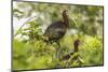 Louisiana, Miller's Lake. White-Faced Ibis Pair in Tree-Jaynes Gallery-Mounted Photographic Print