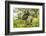 Louisiana, Miller's Lake. White-Faced Ibis Pair in Tree-Jaynes Gallery-Framed Photographic Print