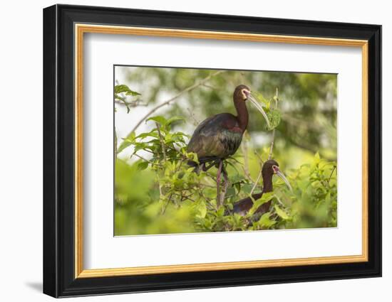 Louisiana, Miller's Lake. White-Faced Ibis Pair in Tree-Jaynes Gallery-Framed Photographic Print