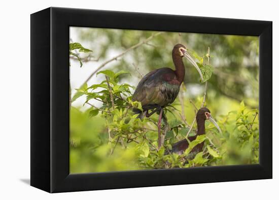 Louisiana, Miller's Lake. White-Faced Ibis Pair in Tree-Jaynes Gallery-Framed Premier Image Canvas