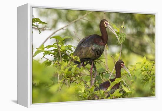 Louisiana, Miller's Lake. White-Faced Ibis Pair in Tree-Jaynes Gallery-Framed Premier Image Canvas