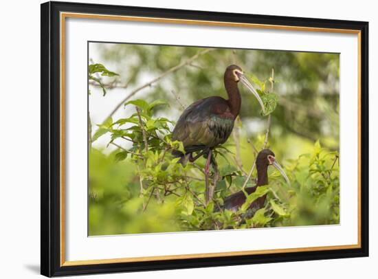 Louisiana, Miller's Lake. White-Faced Ibis Pair in Tree-Jaynes Gallery-Framed Photographic Print