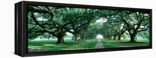 Louisiana, New Orleans, Brick Path Through Alley of Oak Trees-null-Framed Premier Image Canvas