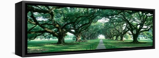 Louisiana, New Orleans, Brick Path Through Alley of Oak Trees-null-Framed Premier Image Canvas