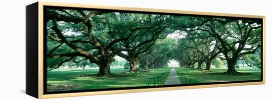 Louisiana, New Orleans, Brick Path Through Alley of Oak Trees-null-Framed Premier Image Canvas