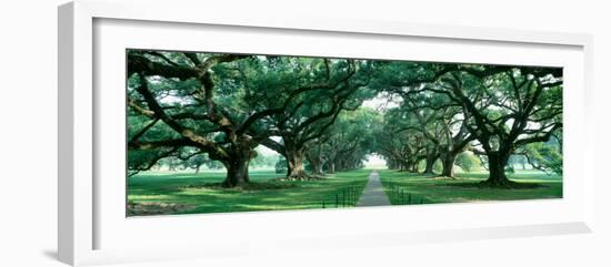 Louisiana, New Orleans, Brick Path Through Alley of Oak Trees--Framed Photographic Print