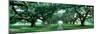 Louisiana, New Orleans, Brick Path Through Alley of Oak Trees-null-Mounted Photographic Print