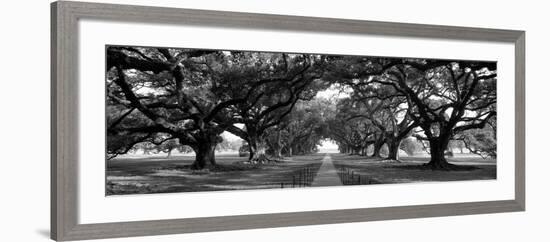 Louisiana, New Orleans, Brick Path Through Alley of Oak Trees-null-Framed Photographic Print