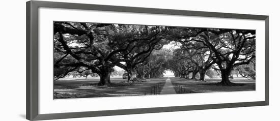 Louisiana, New Orleans, Brick Path Through Alley of Oak Trees-null-Framed Photographic Print