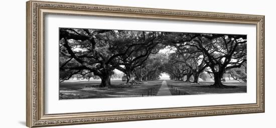 Louisiana, New Orleans, Brick Path Through Alley of Oak Trees-null-Framed Photographic Print