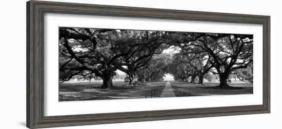 Louisiana, New Orleans, Brick Path Through Alley of Oak Trees-null-Framed Photographic Print