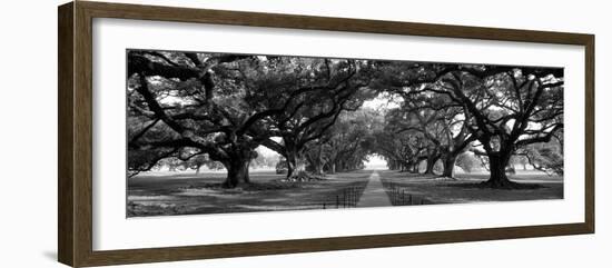 Louisiana, New Orleans, Brick Path Through Alley of Oak Trees--Framed Photographic Print