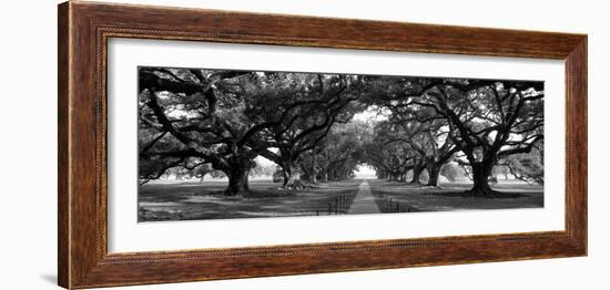 Louisiana, New Orleans, Brick Path Through Alley of Oak Trees--Framed Photographic Print