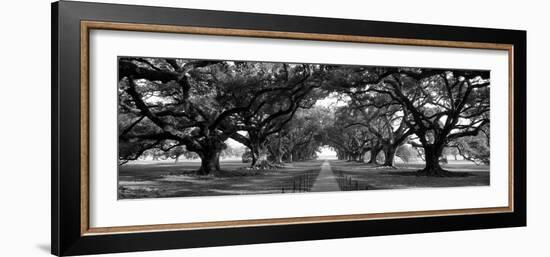 Louisiana, New Orleans, Brick Path Through Alley of Oak Trees--Framed Photographic Print