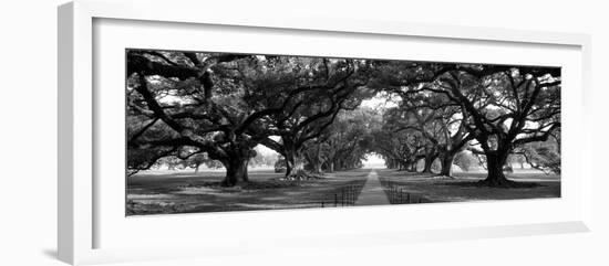 Louisiana, New Orleans, Brick Path Through Alley of Oak Trees--Framed Photographic Print