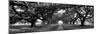 Louisiana, New Orleans, Brick Path Through Alley of Oak Trees-null-Mounted Photographic Print