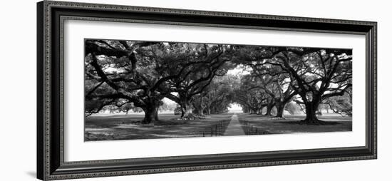 Louisiana, New Orleans, Brick Path Through Alley of Oak Trees--Framed Photographic Print