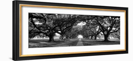 Louisiana, New Orleans, Brick Path Through Alley of Oak Trees--Framed Photographic Print