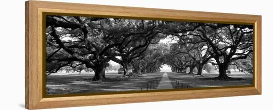 Louisiana, New Orleans, Brick Path Through Alley of Oak Trees-null-Framed Premier Image Canvas