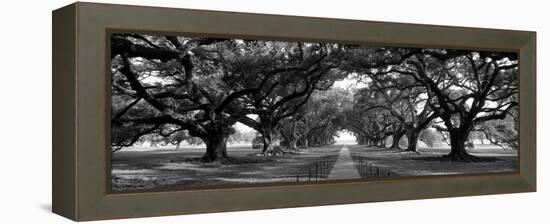 Louisiana, New Orleans, Brick Path Through Alley of Oak Trees-null-Framed Premier Image Canvas