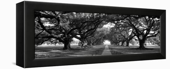 Louisiana, New Orleans, Brick Path Through Alley of Oak Trees-null-Framed Premier Image Canvas