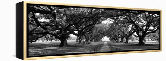 Louisiana, New Orleans, Brick Path Through Alley of Oak Trees-null-Framed Premier Image Canvas