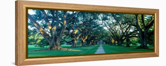 Louisiana, New Orleans, Oak Alley Plantation, Home Through Alley of Oak Trees, Sunset-null-Framed Premier Image Canvas