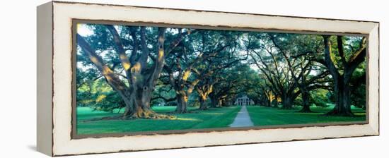 Louisiana, New Orleans, Oak Alley Plantation, Home Through Alley of Oak Trees, Sunset-null-Framed Premier Image Canvas