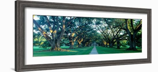 Louisiana, New Orleans, Oak Alley Plantation, Home Through Alley of Oak Trees, Sunset-null-Framed Photographic Print